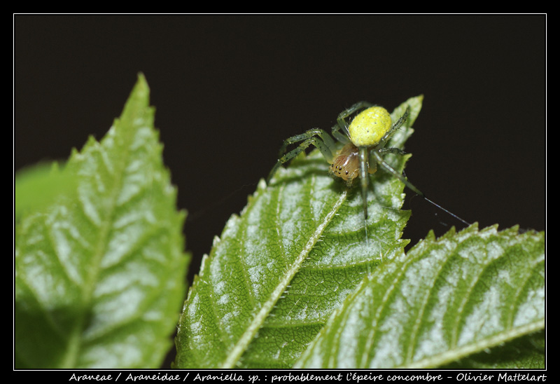 Araniella sp.