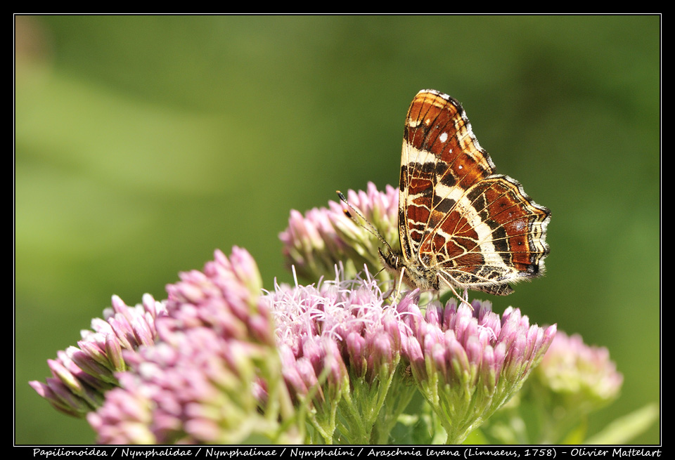 Araschnia levana (Linnaeus, 1758)