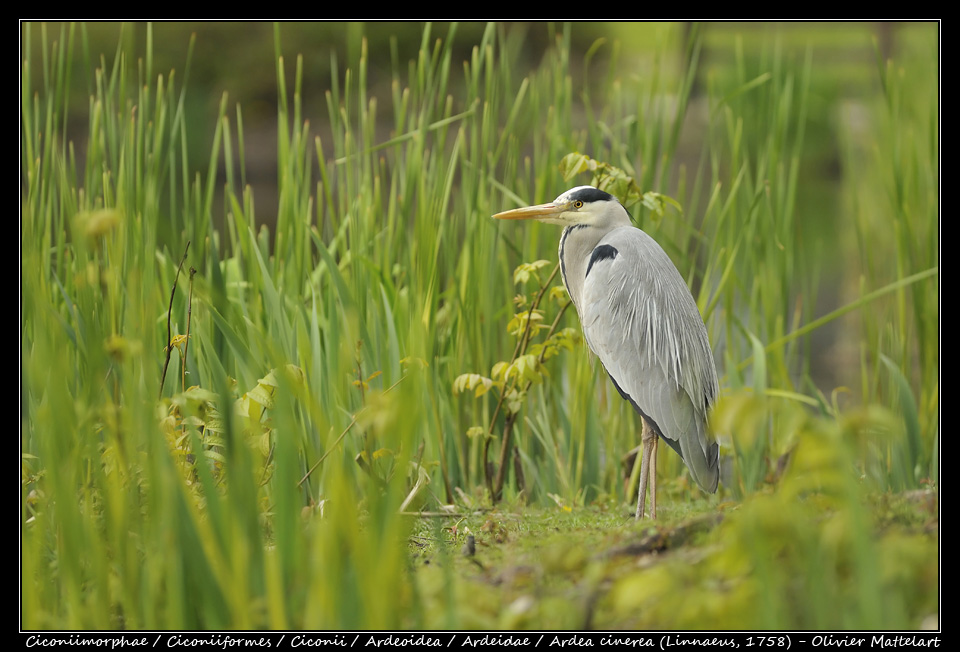 Ardea cinerea (Linnaeus, 1758)