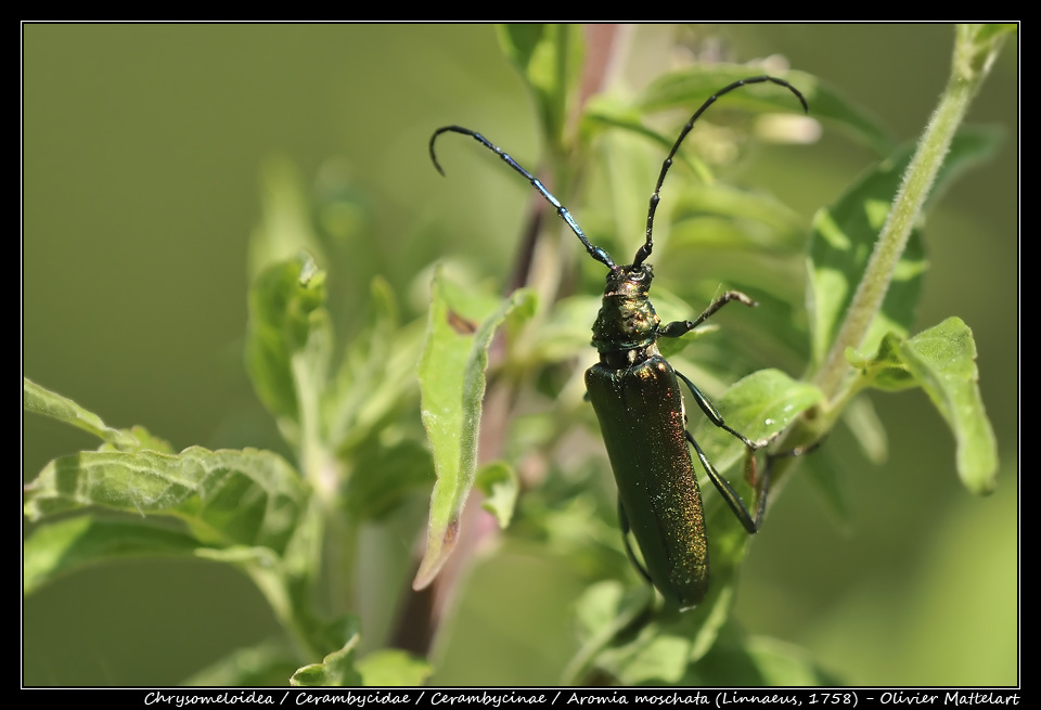 Aromia moschata (Linnaeus, 1758)