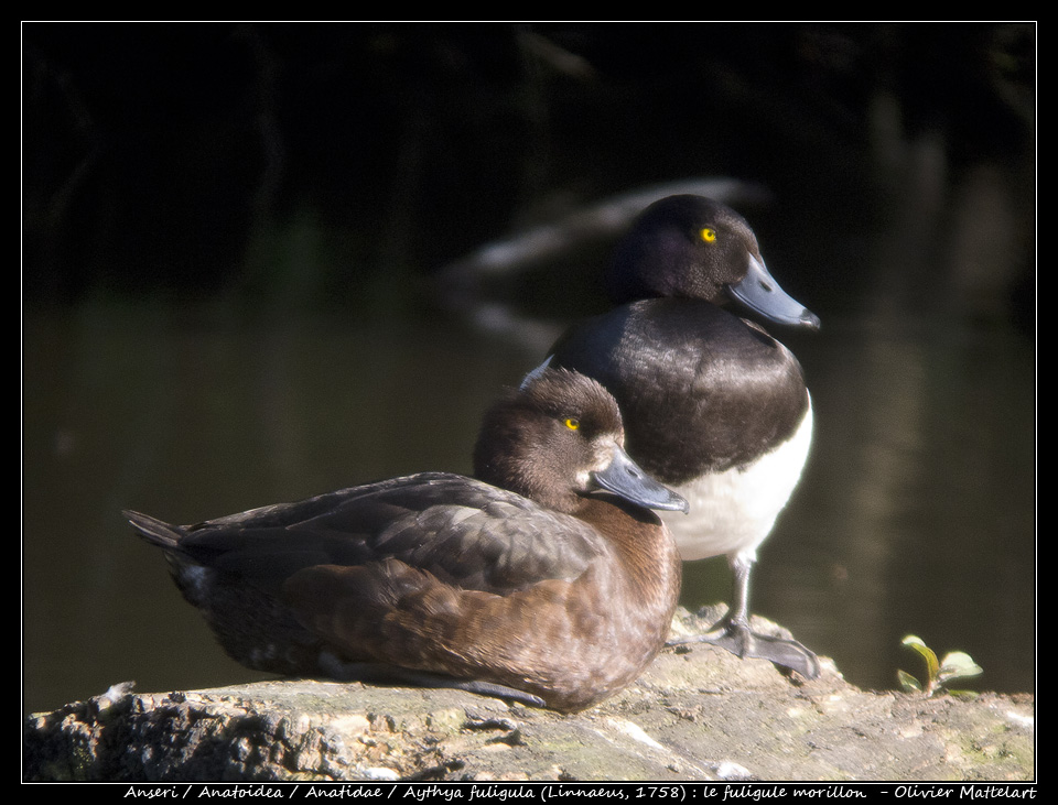 Aythya fuligula (Linnaeus, 1758)