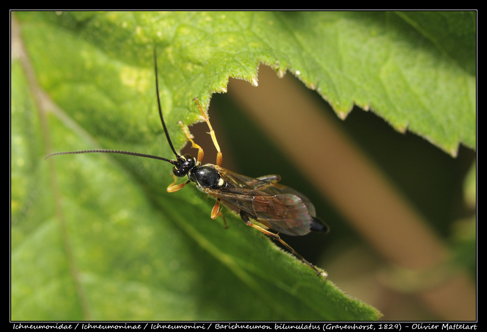 Barichneumon bilunulatus (Gravenhorst, 1829)