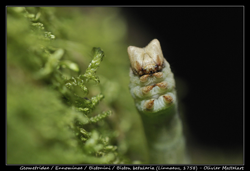 Biston betularia (Linnaeus, 1758)