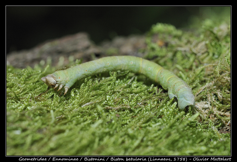 Biston betularia (Linnaeus, 1758)