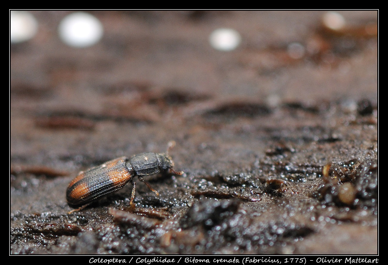 Bitoma crenata (Fabricius, 1775)