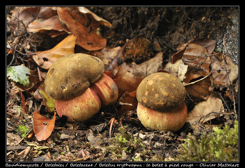 Boletus erythropus