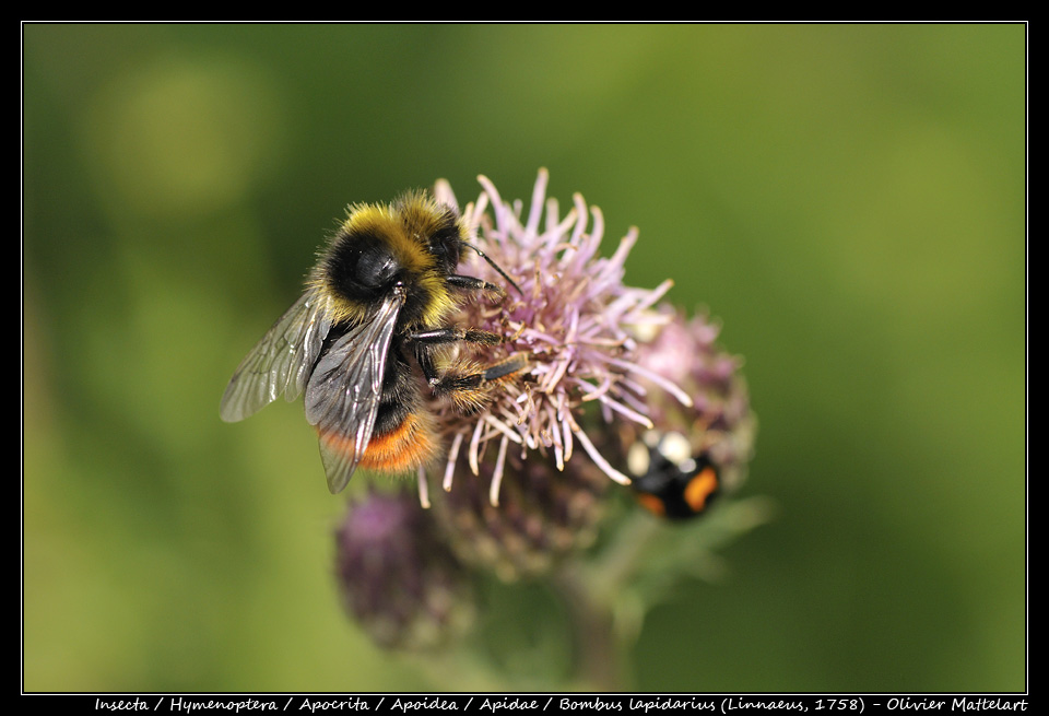 Bombus lapidarius (Linnaeus, 1758)