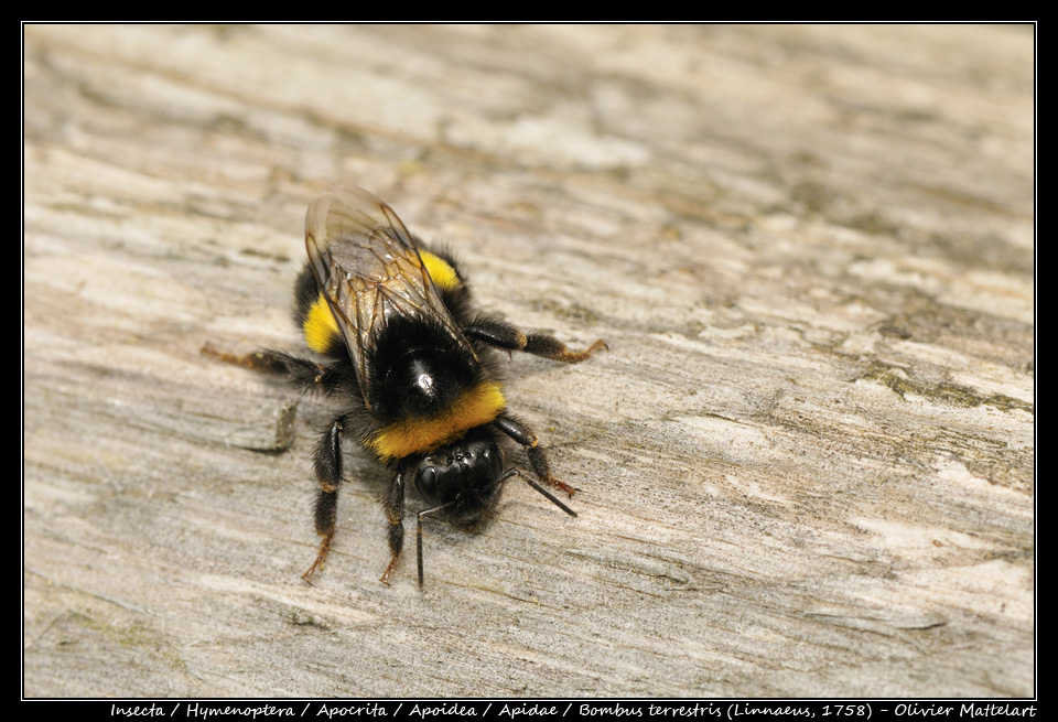 Bombus terrestris (Linnaeus, 1758)