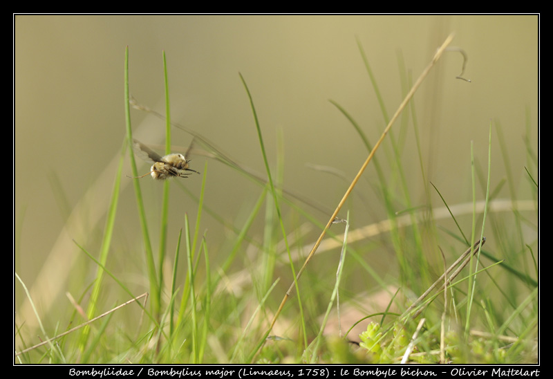 Bombylius major (Linnaeus, 1758)