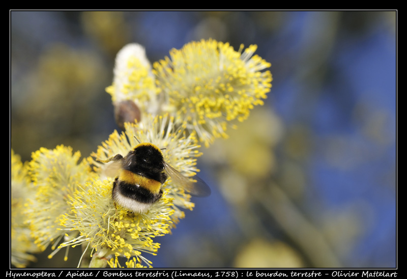 Bombus terrestris