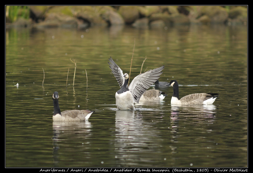 Branta leucopsis  (Bechstein, 1803)