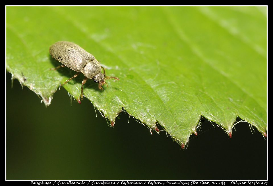 Byturus tomentosus (De Geer, 1774)