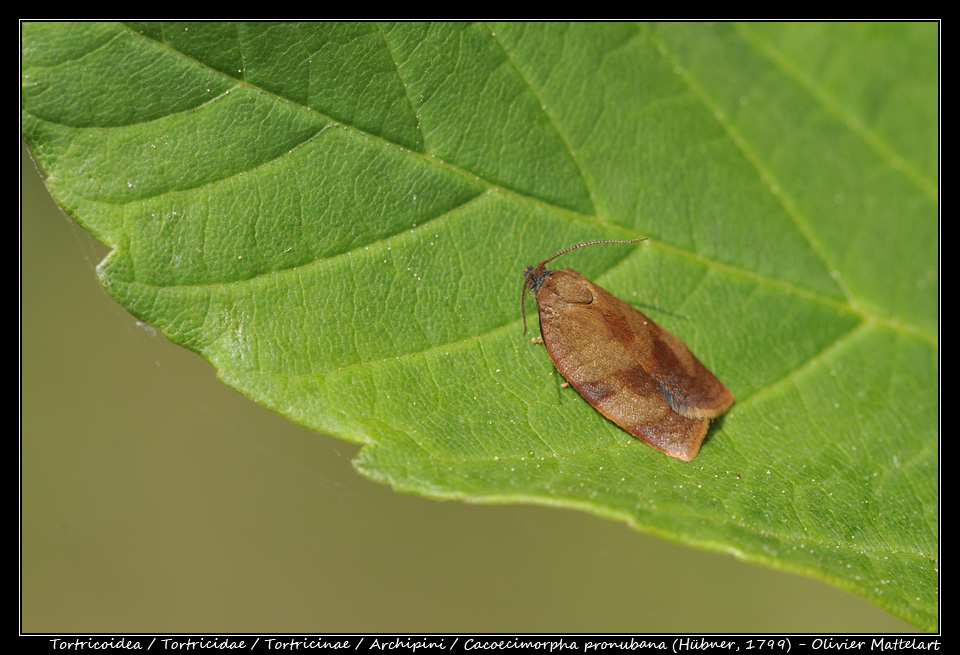 Cacoecimorpha pronubana (Hübner, 1799)