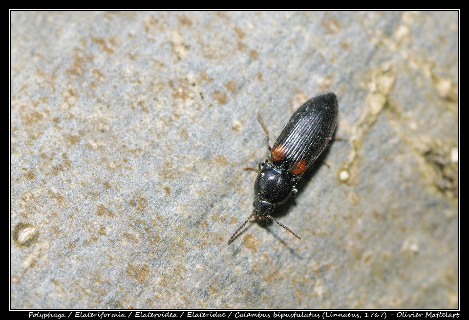 Calambus bipustulatus (Linnaeus, 1767)