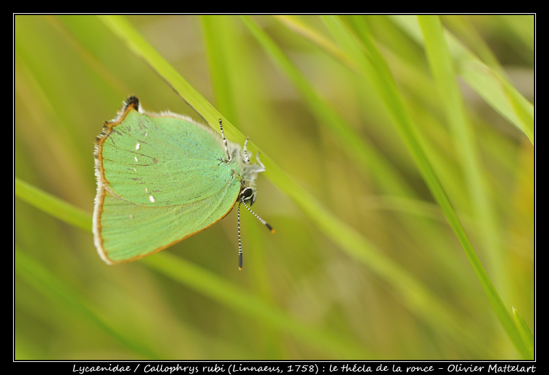 Callophrys rubi (Linnaeus, 1758)