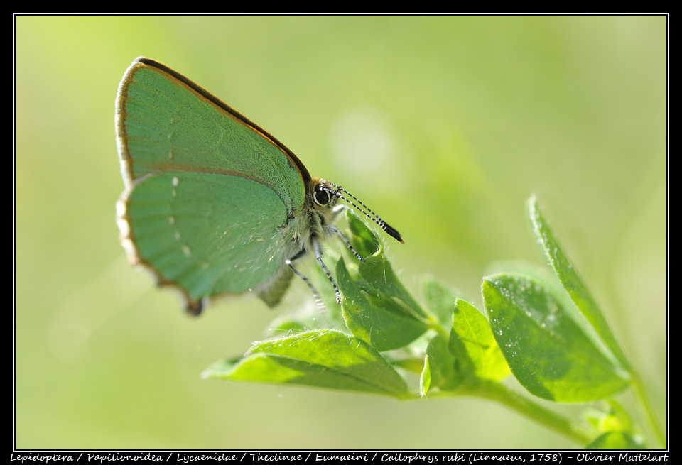 Callophrys rubi (Linnaeus, 1758)