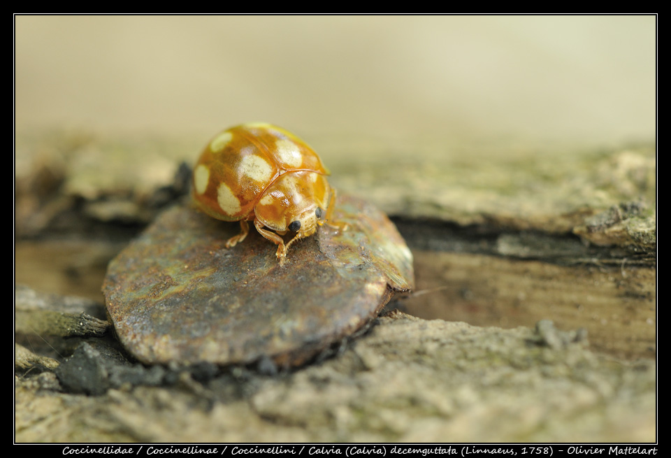 Calvia (Calvia) decemguttata (Linnaeus, 1758)