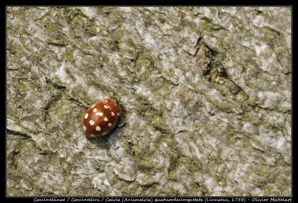 Calvia (Anisocalvia) quatuordecimguttata (Linnaeus 1758)