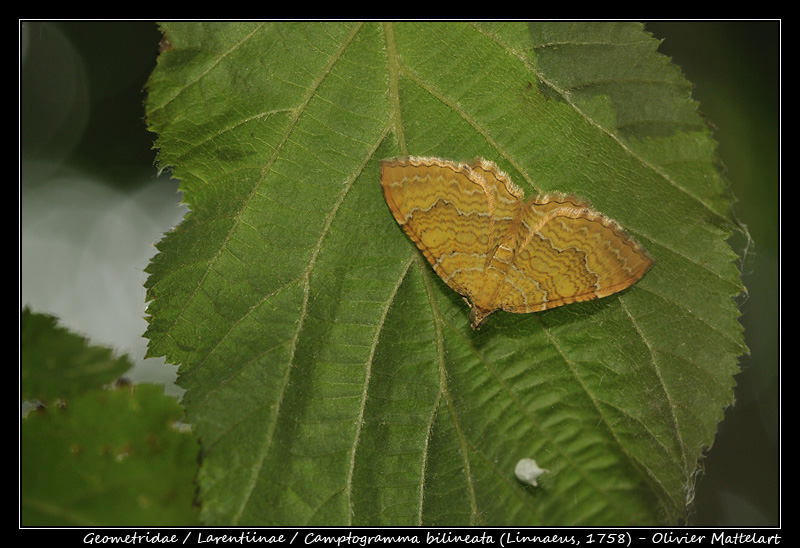 Camptogramma bilineata (Linnaeus, 1758)