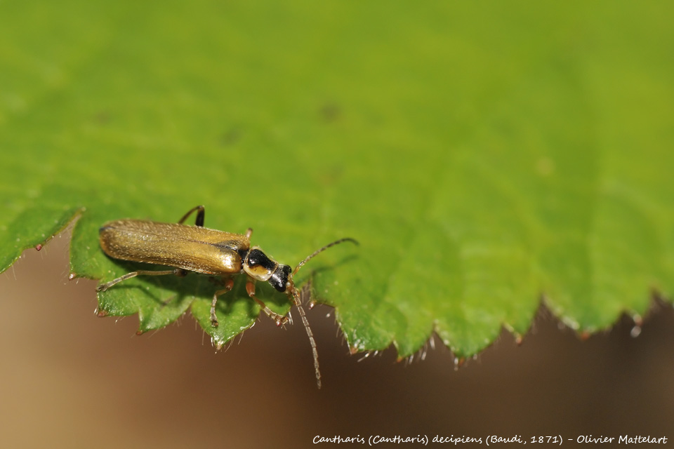 Cantharis (Cantharis) decipiens (Baudi, 1871)