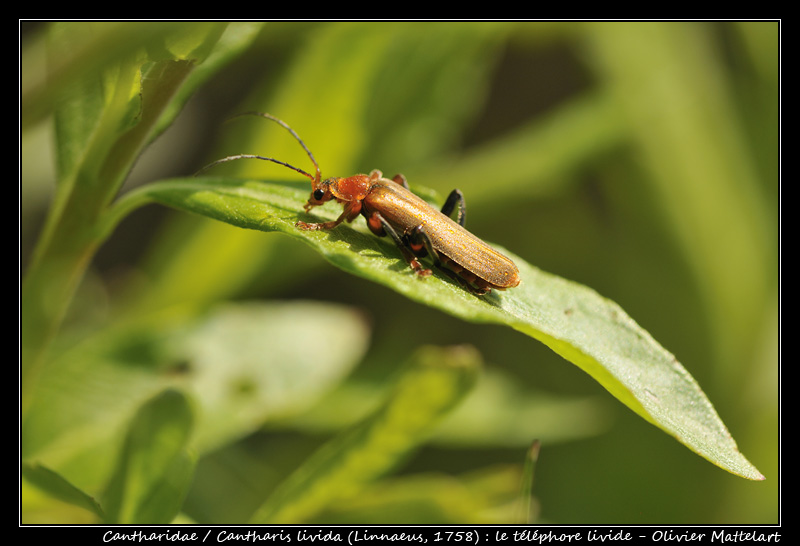 Cantharis livida (Linnaeus, 1758)