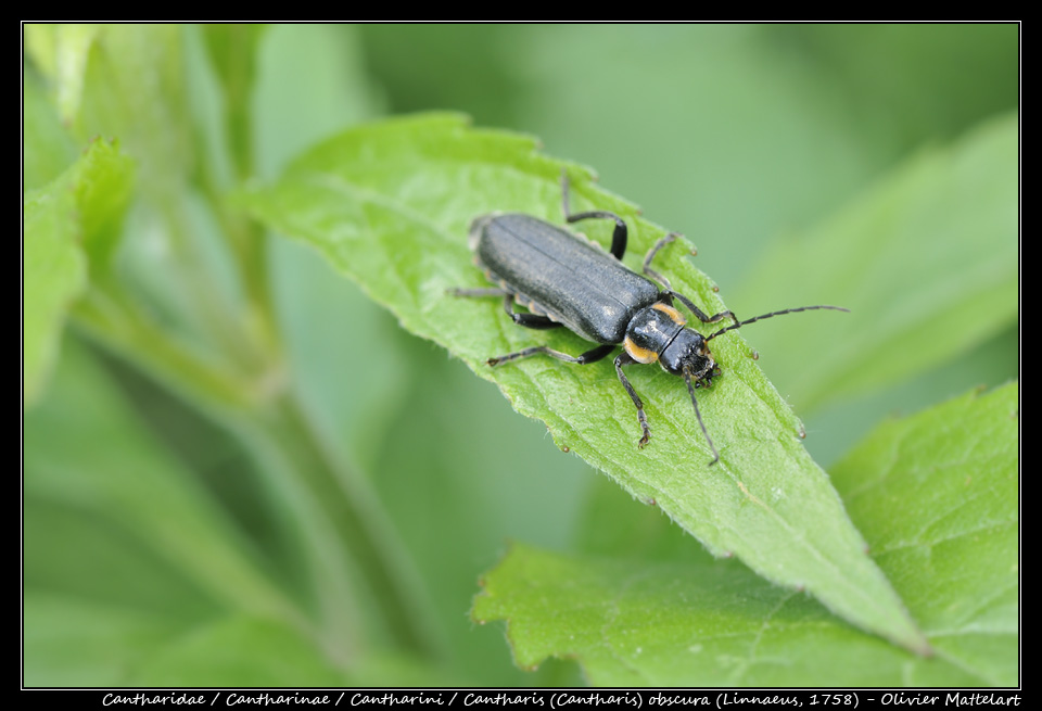 Cantharis (Cantharis) obscura (Linnaeus, 1758)