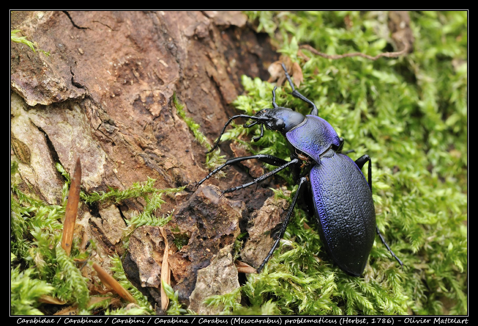 Carabus (Mesocarabus) problematicus (Herbst, 1786)