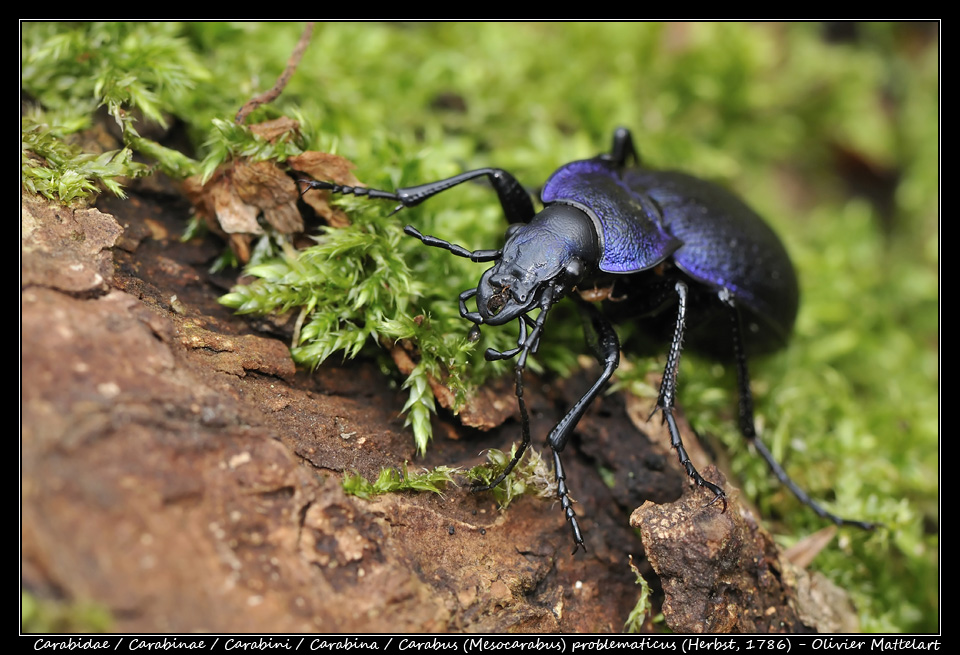 Carabus (Mesocarabus) problematicus (Herbst, 1786)