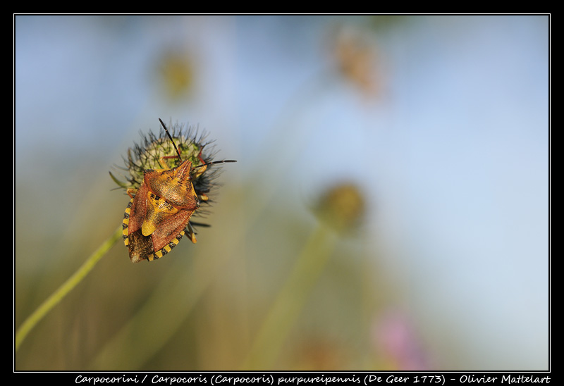 Carpocoris (Carpocoris) purpureipennis (De Geer 1773)