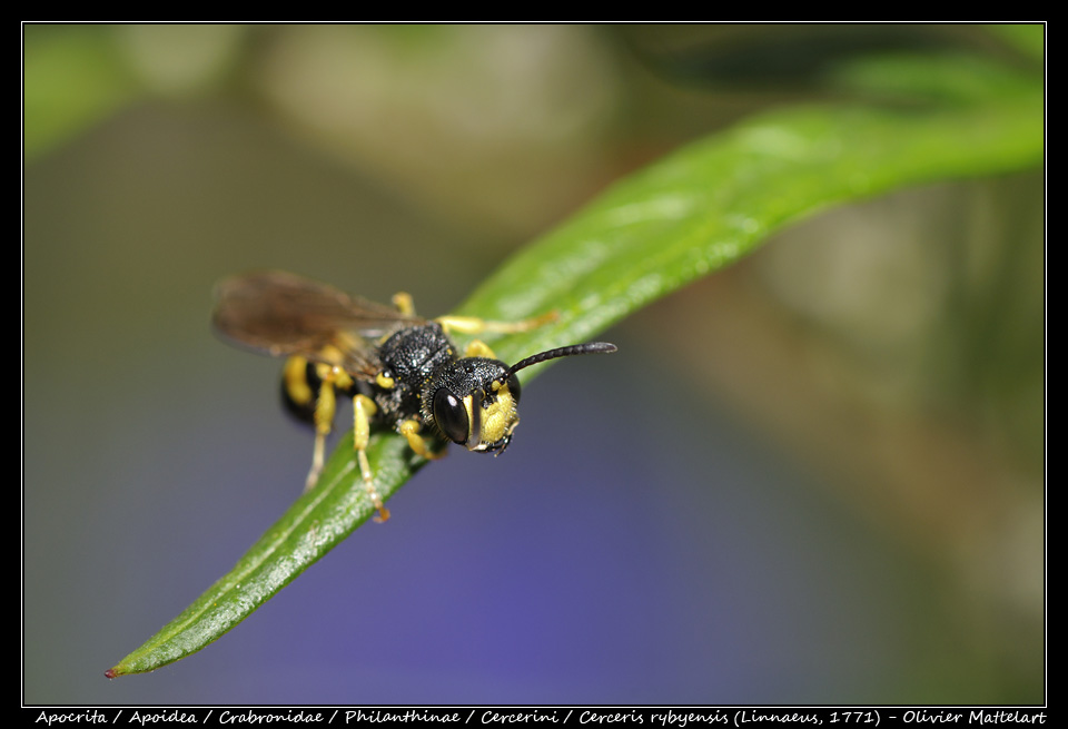 Cerceris rybyensis (Linnaeus, 1771)