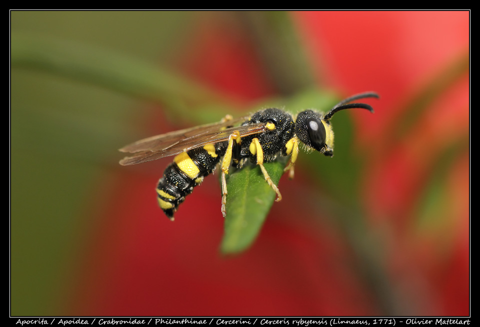 Cerceris rybyensis (Linnaeus, 1771)