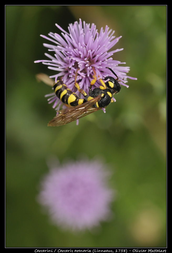 Cerceris arenaria (Linnaeus, 1758)