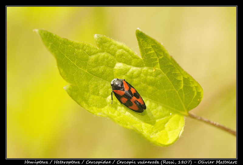 Cercopis vulnerata (Rossi, 1807)