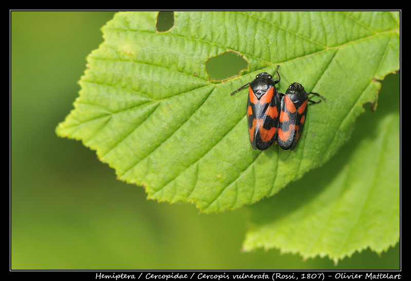 Cercopis vulnerata (Rossi, 1807)