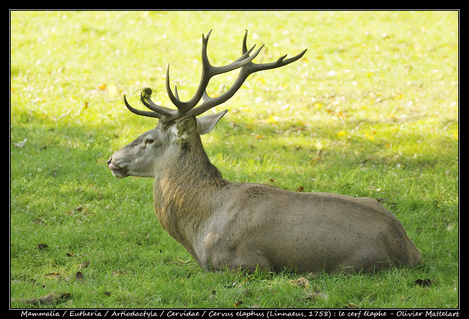 Cervus elaphus (Linnaeus, 1758) : le cerf élaphe