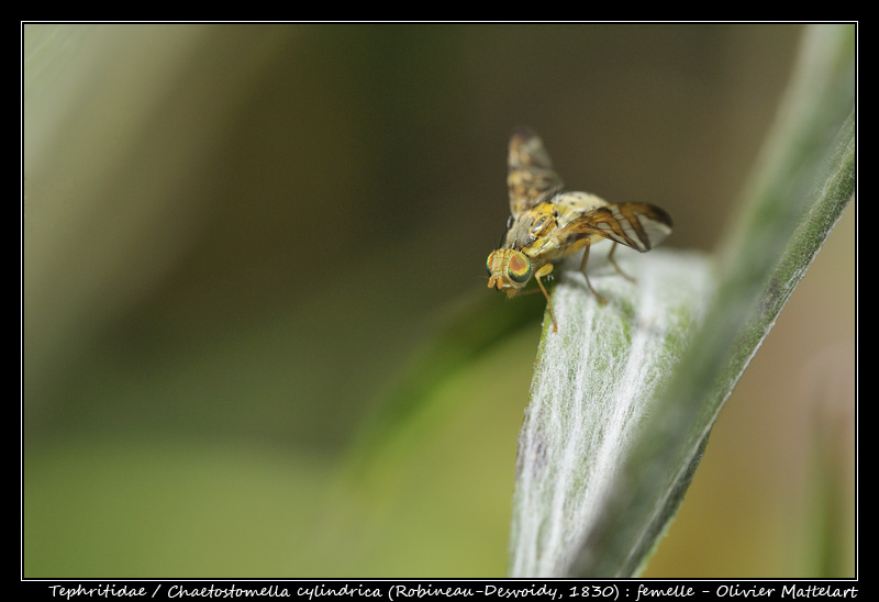 Chaetostomella cylindrica (Robineau-Desvoidy, 1830)