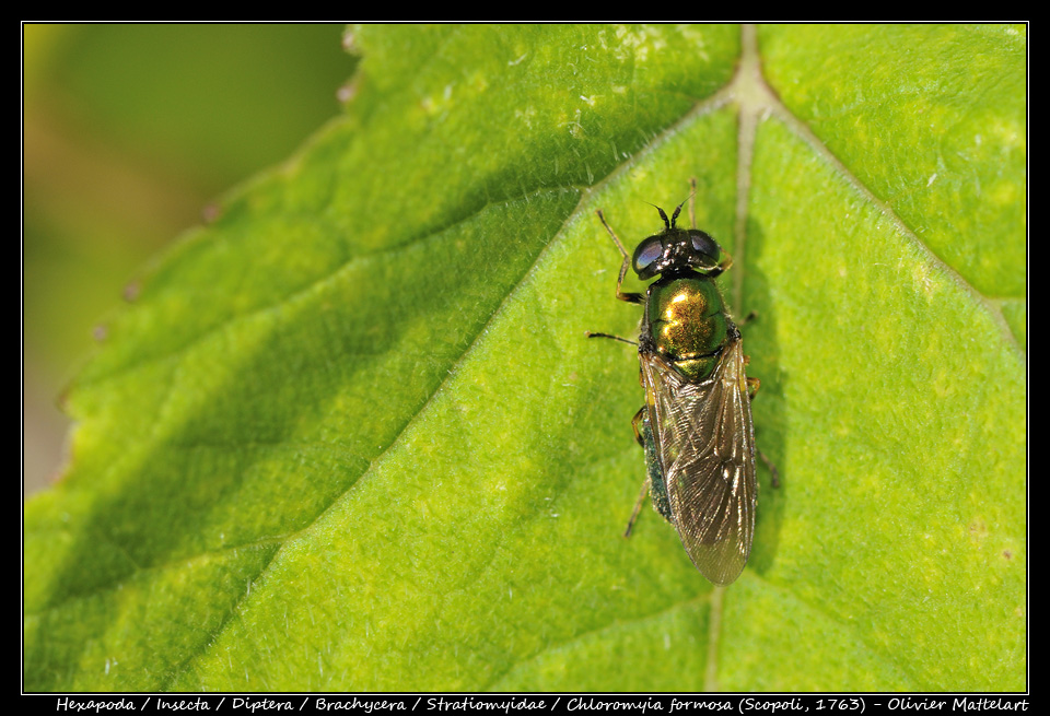 Chloromyia formosa (Scopoli, 1763)