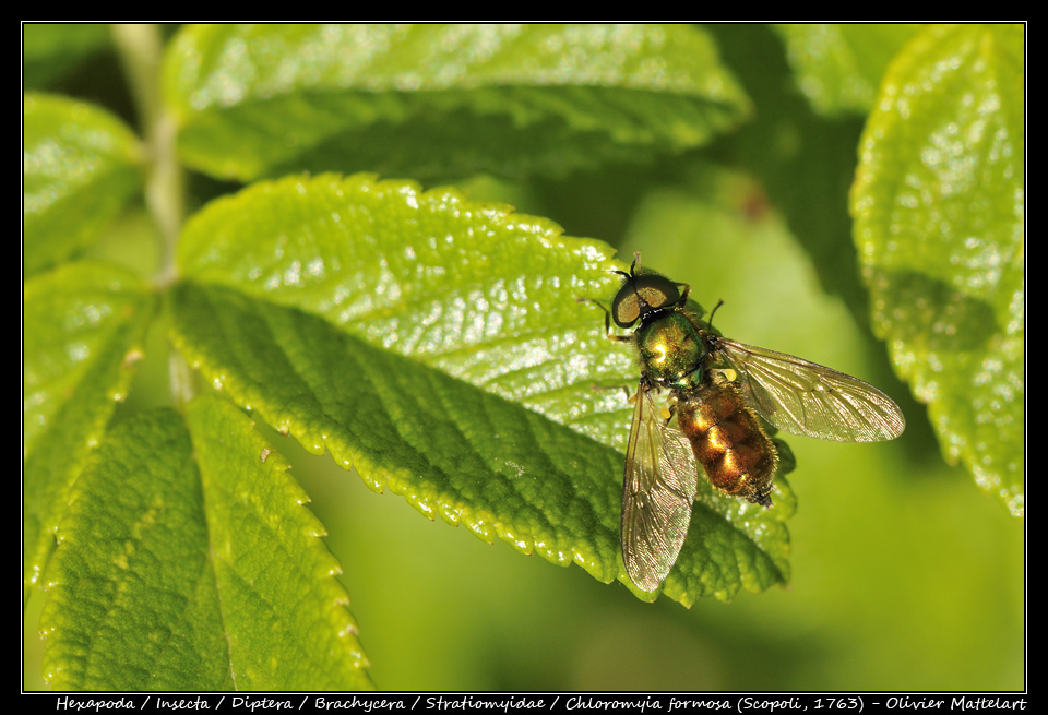 Chloromyia formosa (Scopoli, 1763) : mâle