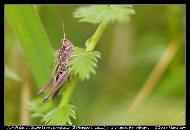 Chorthippus parallelus (Zetterstedt, 1821)