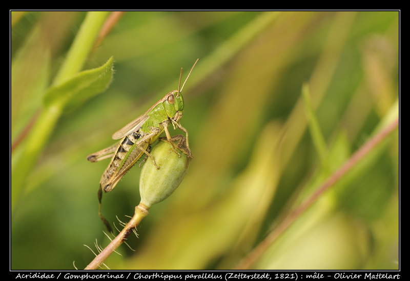 Chorthippus parallelus (Zetterstedt, 1821) : mâle