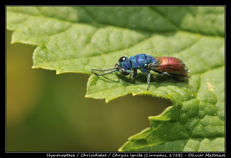 Chrysis ignita (Linnaeus, 1758)