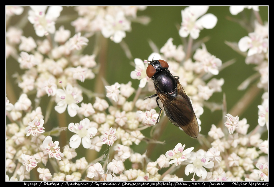 Chrysogaster solstitialis (Fallen, 1817) : femelle