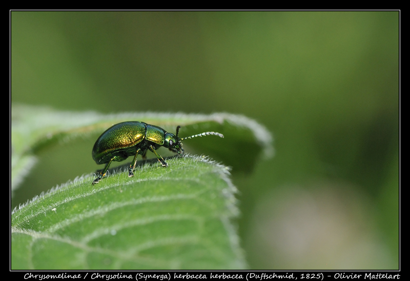  Chrysolina (Synerga) herbacea (Duftschmid 1825)