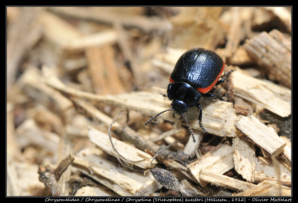 Chrysolina (Stichoptera) kuesteri (Helliesen, 1912)