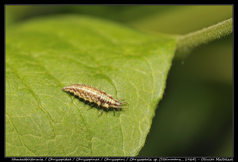 Chrysoperla (Steinmann, 1964) : larve