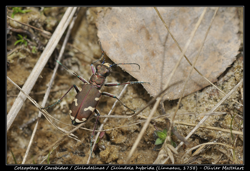 Cicindela hybrida (Linnaeus, 1758)