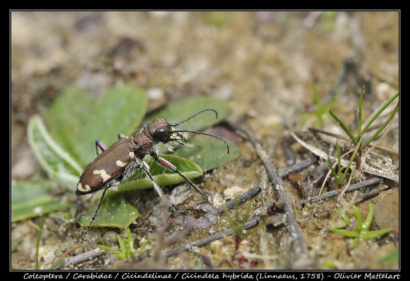 Cicindela hybrida (Linnaeus, 1758)