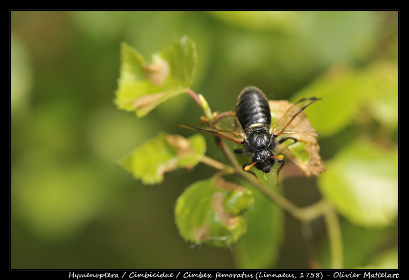 Cimbex femoratus (Linnaeus, 1758)