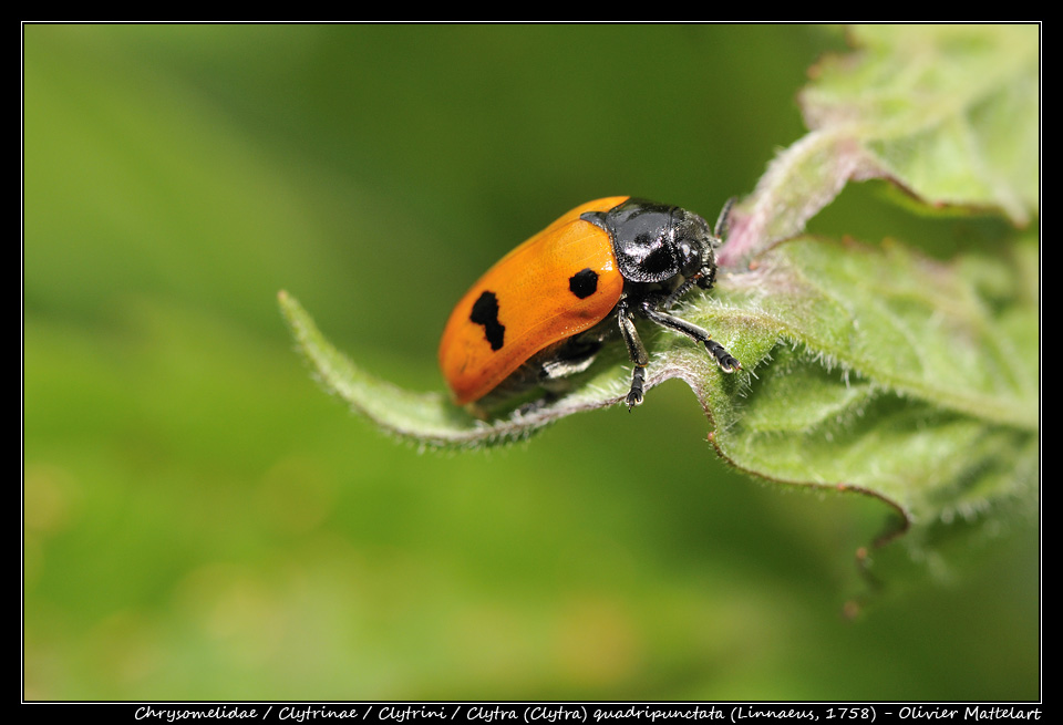 Clytra (Clytra) quadripunctata (Linnaeus, 1758)