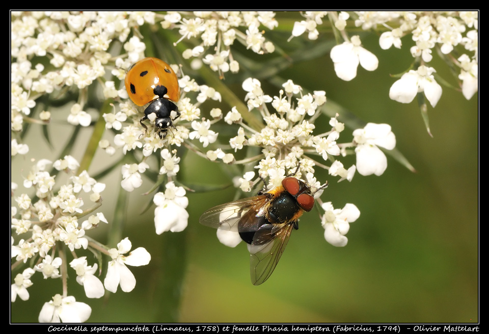 Coccinella septempunctata et Phasia hemiptera femelle